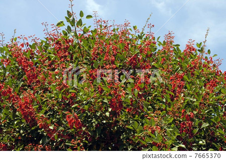 美國德戈·全花 7665370