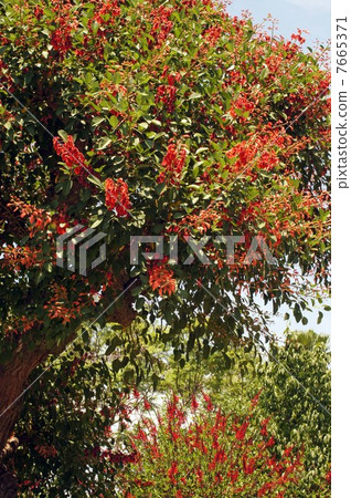 美國德戈·全花 7665371