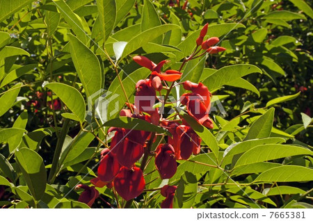 Deigo的美國花 7665381