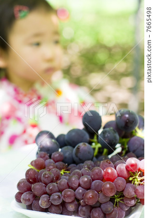 Grape picking 7665498