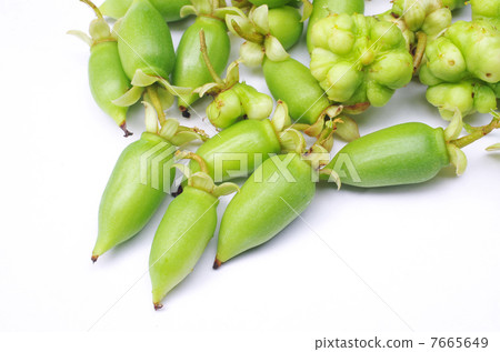 Matthavi's insects and fruits Matthavi's insects and fruits 7665649