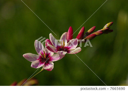 Ixia 7665690