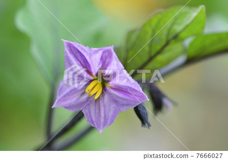 Flower of eggplant 7666027