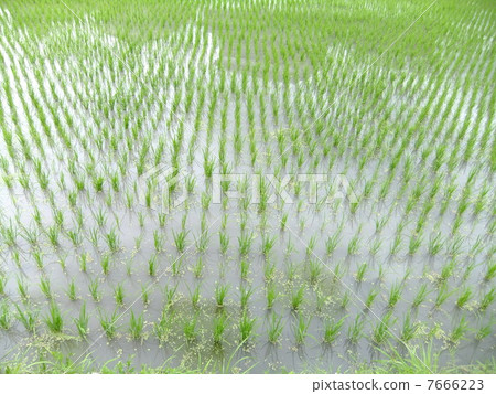 稻田 稻田 7666223