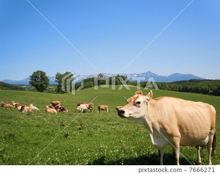 美瑛放牧牛 美瑛放牧牛 7666271