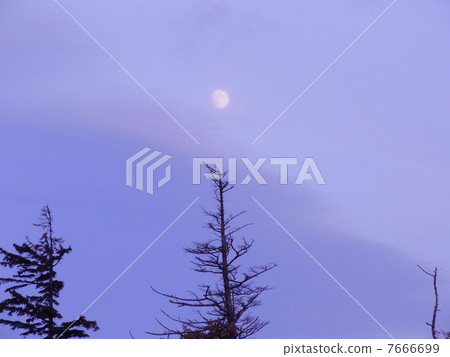 Pine and moon 7666699