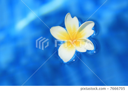 plumeria, flowers, flange pani 7666705