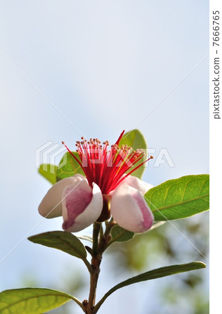 Feijoa的花 7666765
