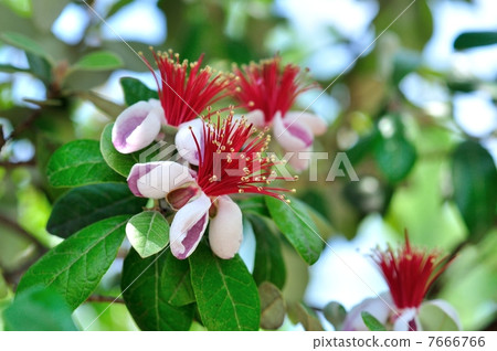 Feijoa的花 7666766