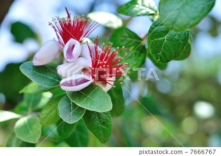 Feijoa的花 7666767