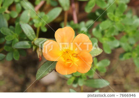 Portulaca Portulaca 7666946