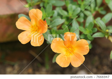 馬齒ula 馬齒ula 7666947