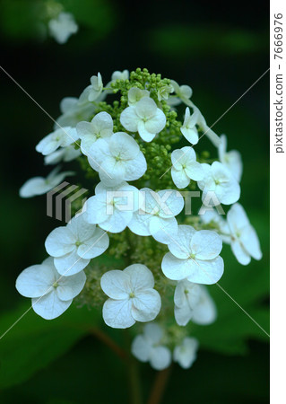 Kashiwaba hydrangea Kashiwaba hydrangea 7666976