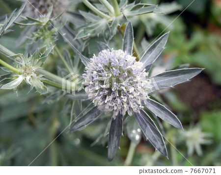 Eringium · Blue Glitter 7667071