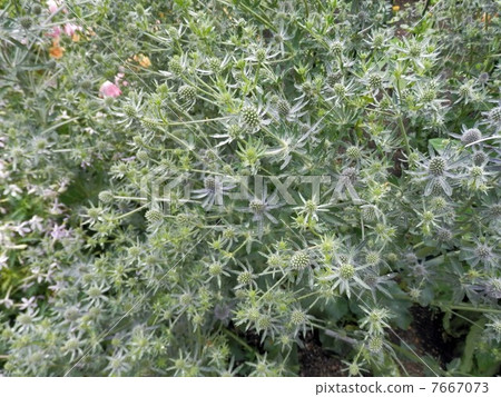 Eringium · Blue Glitter Eringium · Blue Glitter 7667073