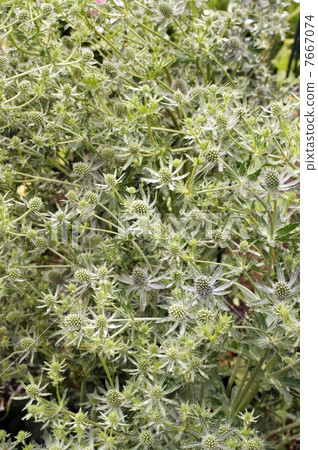 Eringium · Blue Glitter 7667074