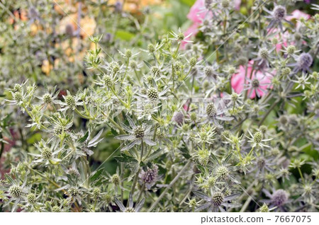 Eringium · Blue Glitter 7667075