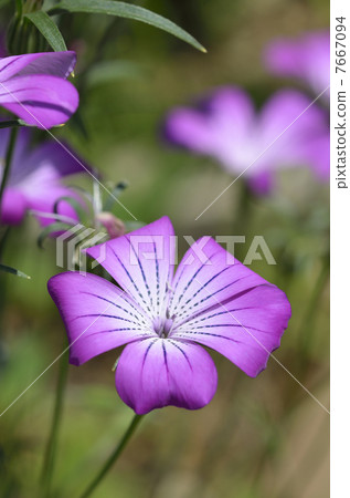 Agurosutenma Agurosutenma 7667094