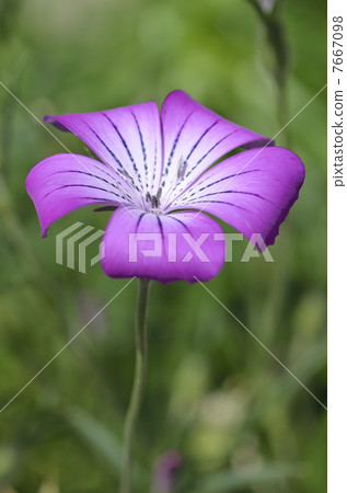Agrostenma 7667098