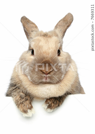 Rabbit. Close-up portrait on a white background 7669311