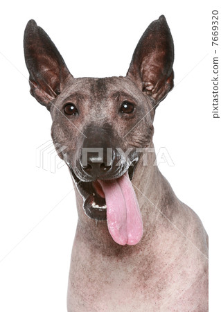 Peruvian hairless dog on a white background 7669320