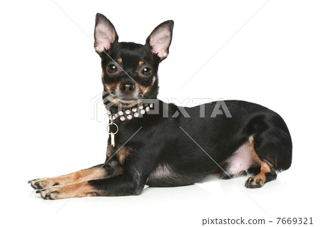 Toy terrier puppy on a white background 7669321