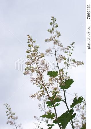 Takegakusa的花抬起頭來 7669461