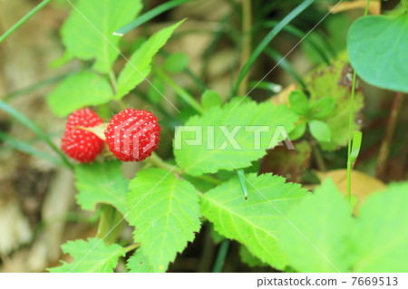 Fruit of the snake strawberry 7669513