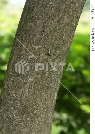 Temper's trunk 7669534