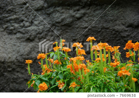 June Tropical plants Jougobana / Foxtinaeidae 05 7669638