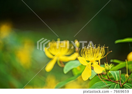 June Flower bean-eel and otogirisu family 18 June Flower bean-eel and otogirisu family 18 7669659