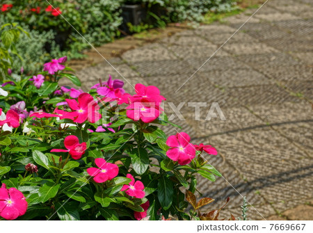 六月花伊藤日一18 7669667