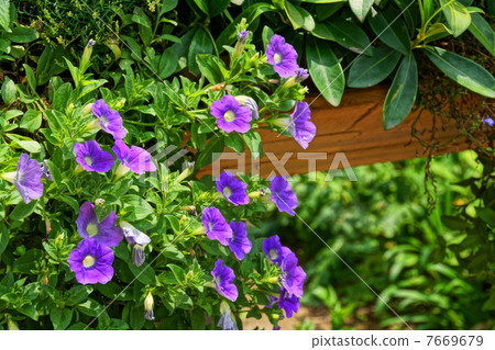 六月花Saffinia·Solanaceae 32 7669679