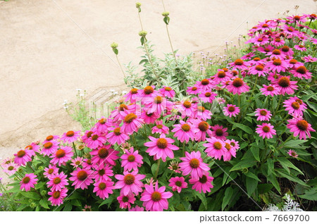 June flower Echinacea and asteraceae 21 7669700