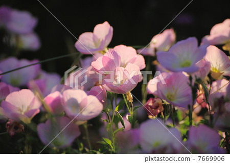 粉紅色的花瓣 7669906