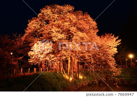 One cherry tree of Asai 7669947