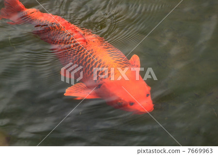 人魚 7669963