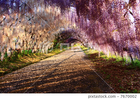 Fuji tunnel of Kawachi Fujien 7670002