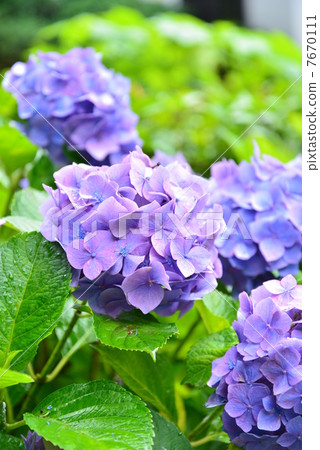 繡球花公主繡球花 繡球花公主繡球花 7670111