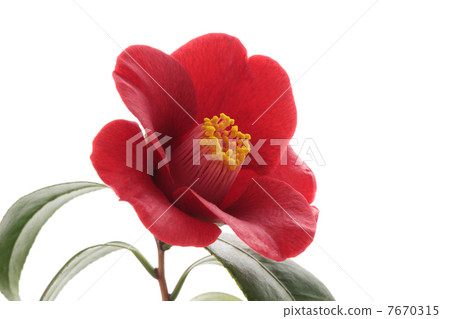 Black camellia 7670315