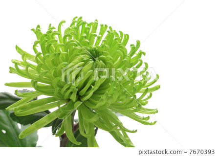 Yellow green chrysanthemum flower 7670393