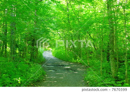 Fresh green tunnel Fresh green tunnel 7670399