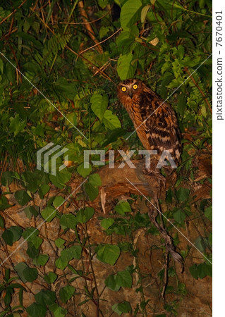 Buffy Fish Owl (Murray Wormwood) 7670401
