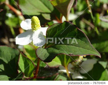 Dokudami側身 7670404