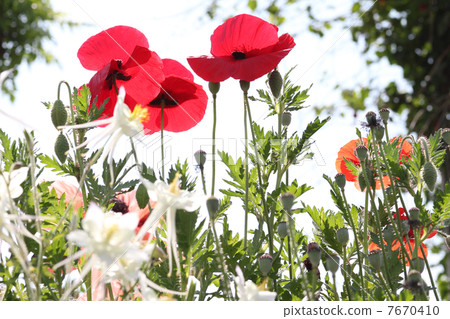 Poppy Poppy 7670410