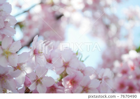 Pink and pastel cherry blossom wallpaper in full bloom 7670490