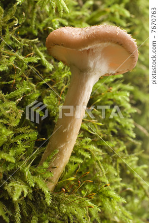 mushroom 7670763