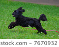 Running dog 7670932