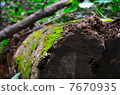 Moss leaves fallen tree 7670935