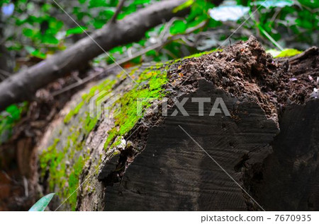 Moss leaves fallen tree Moss leaves fallen tree 7670935